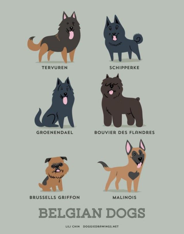 A Guide to Which Nationality Your Dog Really Comes from