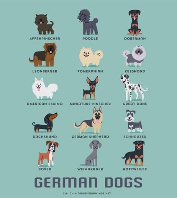 A Guide to Which Nationality Your Dog Really Comes from