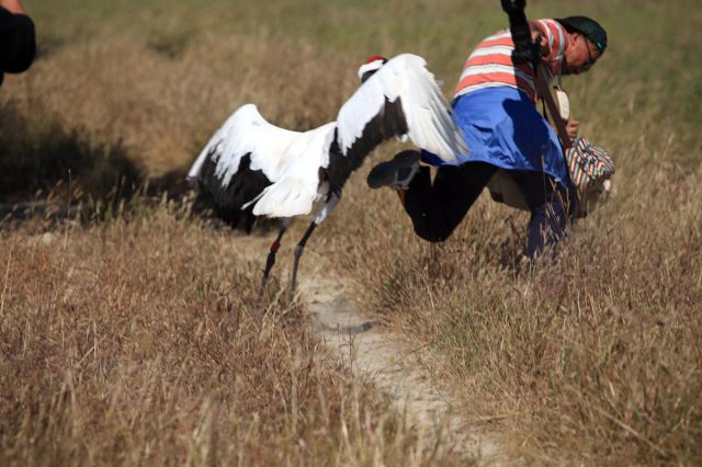 An Unusual Fight between a Crane and a Photographer