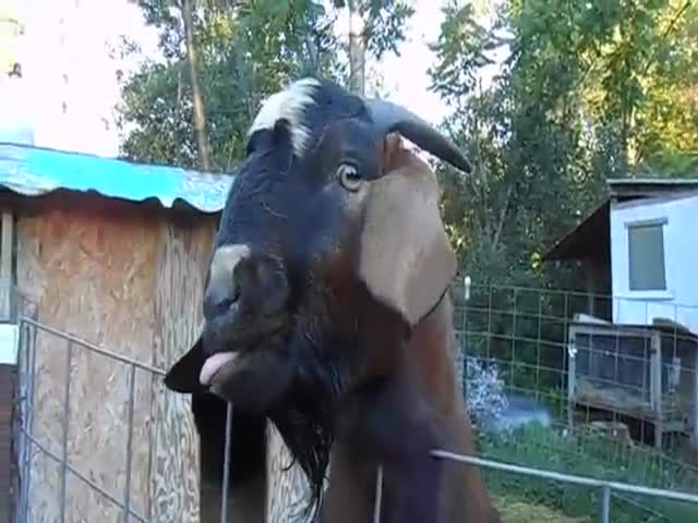 Meet Jebediah, the Derpiest Goat on the Farm  (VIDEO)