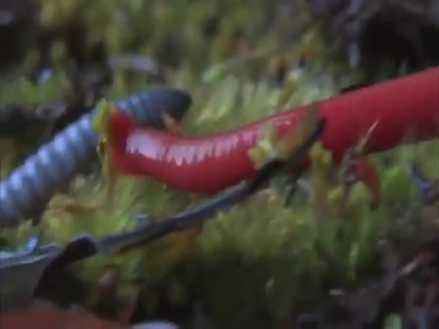 Monster Red Leech Sucks Giant Worm Down like Spaghetti 