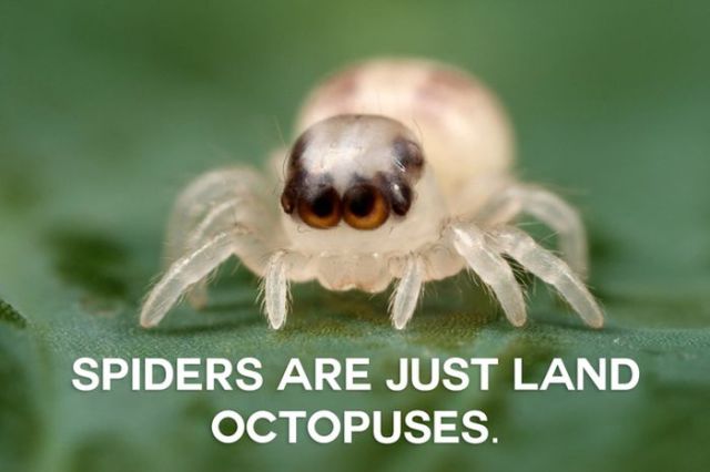 A New Perspective on Animals That Make You Think Twice