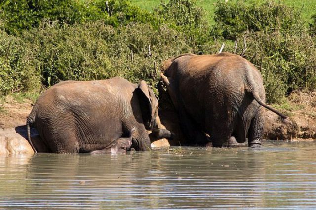 Park Rangers Stage a Daring Rescue of Baby Elephant