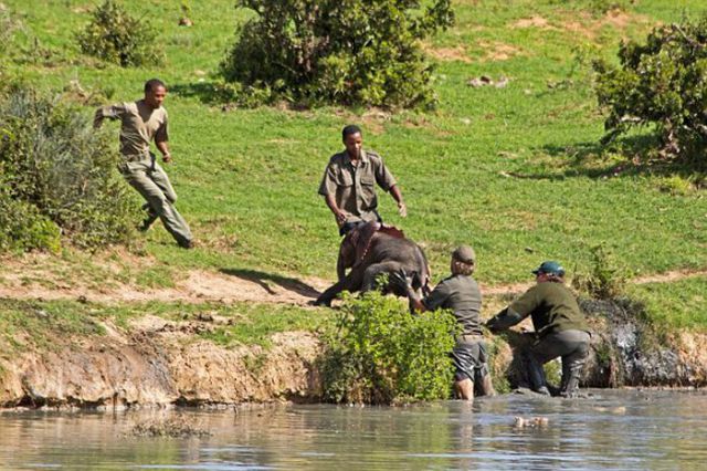Park Rangers Stage a Daring Rescue of Baby Elephant