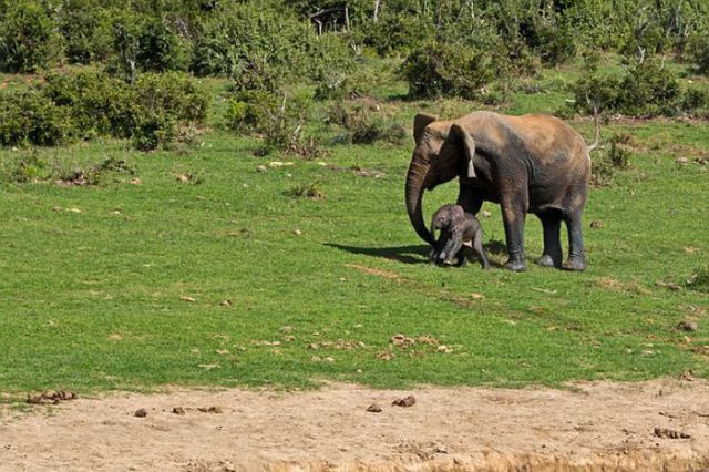 Park Rangers Stage a Daring Rescue of Baby Elephant
