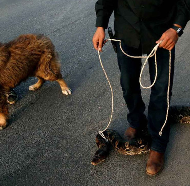 Pakistani Dude Takes a Very Strange Pet for a Walk