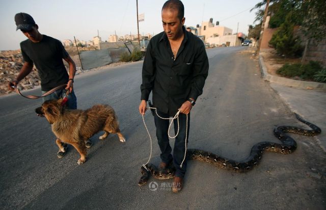 Pakistani Dude Takes a Very Strange Pet for a Walk