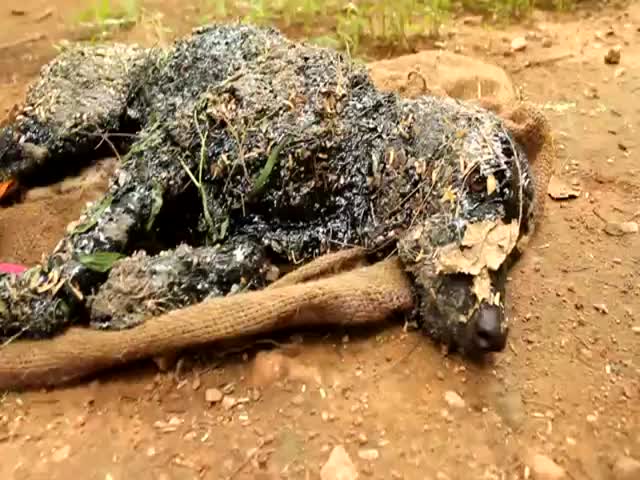 Puppy Gets Rescued After Falling into Tar Pit 