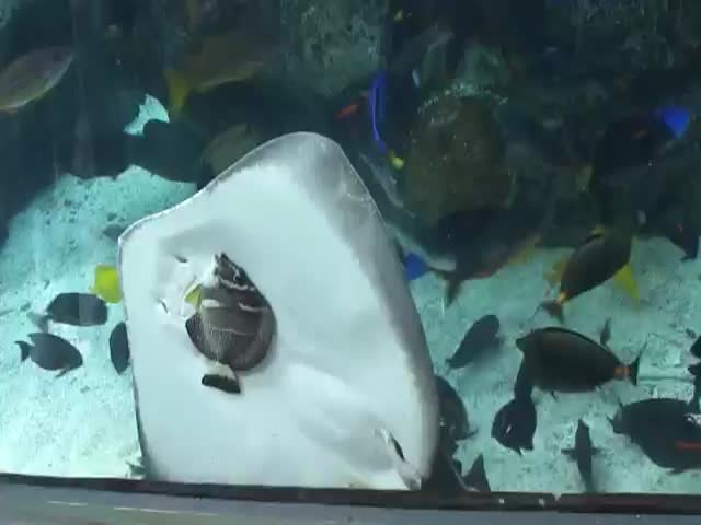 Stingray Traps Fish Against Aquarium's Glass to Better Eat It  (VIDEO)