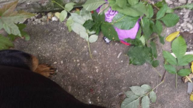 Dog Uncovers Dangerous Loot in the Bushes