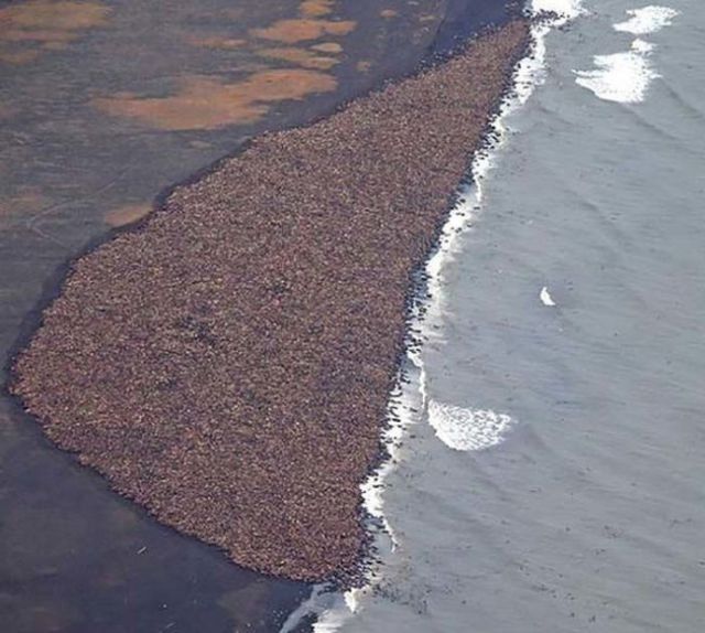 An Ordinary Looking Beach That You Will Surprised to Zoom in On