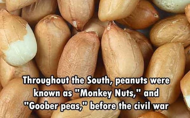 Quirky Facts That Are Pretty Amusing to Learn