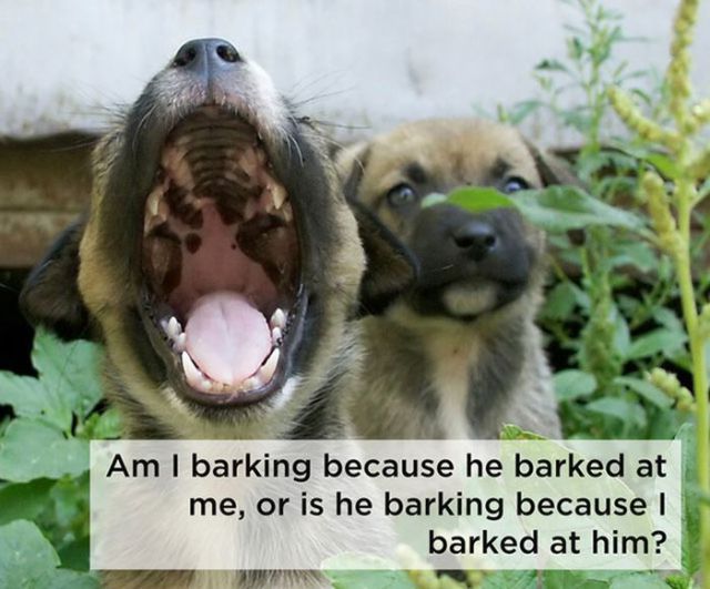 What Your Dog Is Really Thinking