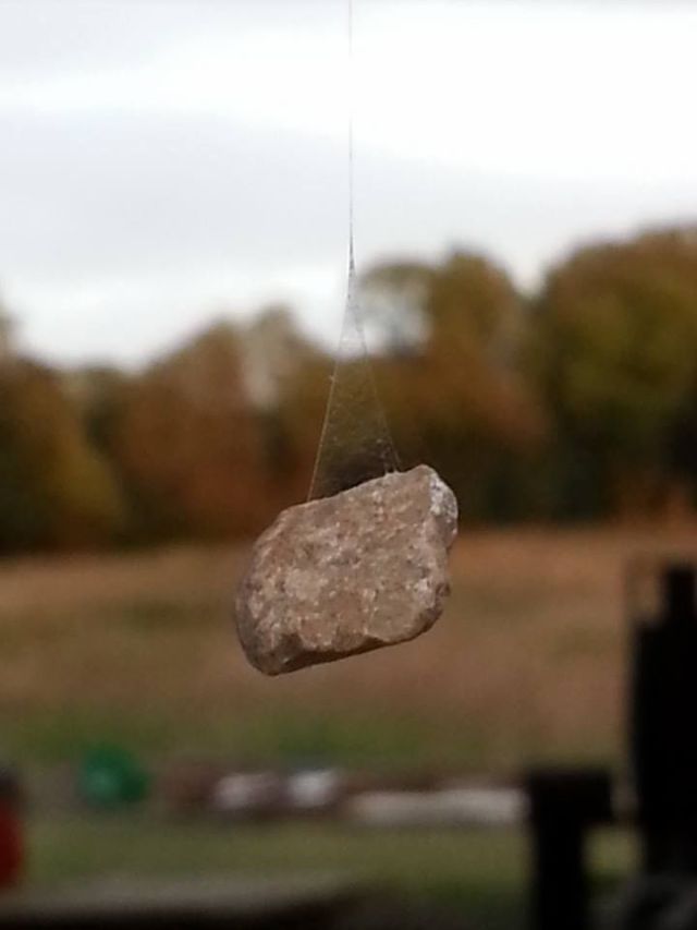 Spider Uses a Rock to Construct an Impressive Hanging Web