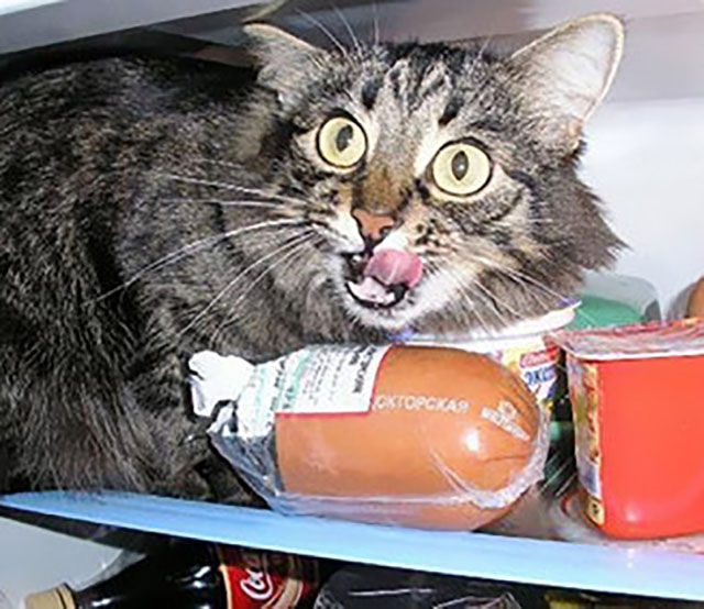 These Are The Real Cat Burglars Of The World 25 Pics