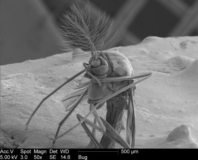 Creepy Electron Microscope Pics of a Gnat