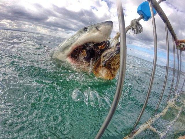 Frightening Close Up Photos of a Great White Shark