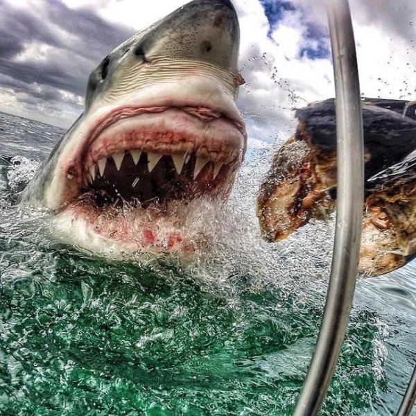 Frightening Close Up Photos of a Great White Shark