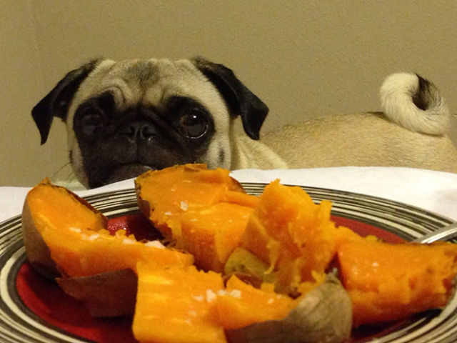 Pugs Love Food of all Types and Quantities