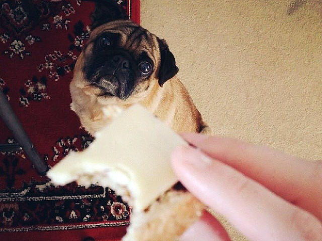 Pugs Love Food of all Types and Quantities