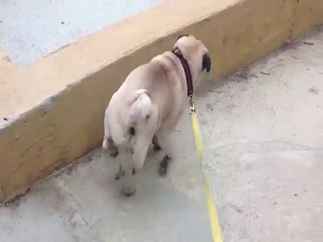 This Pug Takes Peeing to the Next Level  (VIDEO)