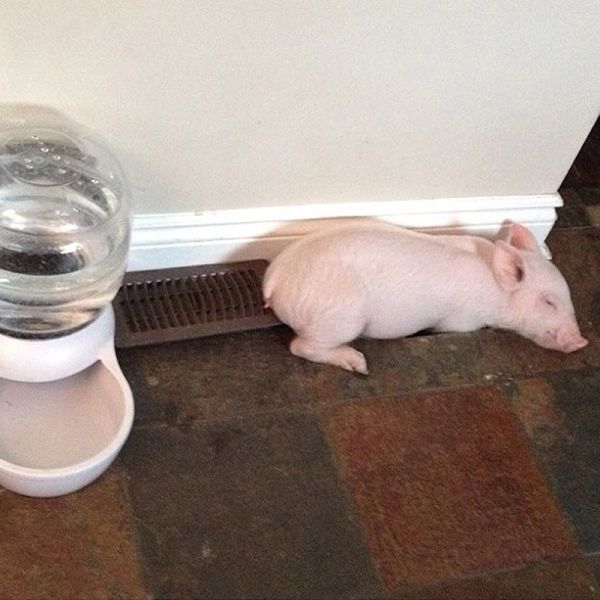 The Pet Pig Who Lives in the House with the Family