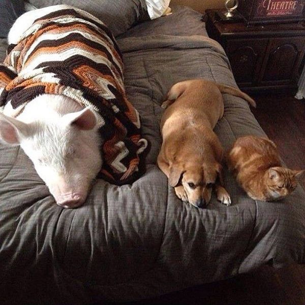 The Pet Pig Who Lives in the House with the Family