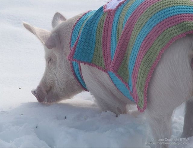 The Pet Pig Who Lives in the House with the Family