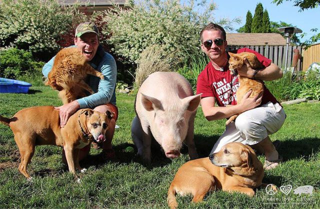 The Pet Pig Who Lives in the House with the Family