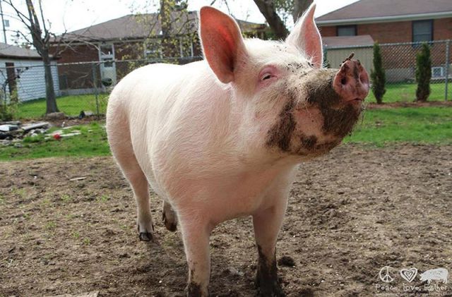 The Pet Pig Who Lives in the House with the Family