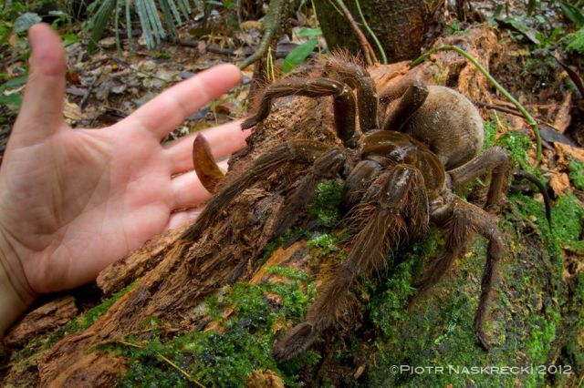 A Spider That Is Almost the Size of a Small Pet Animal