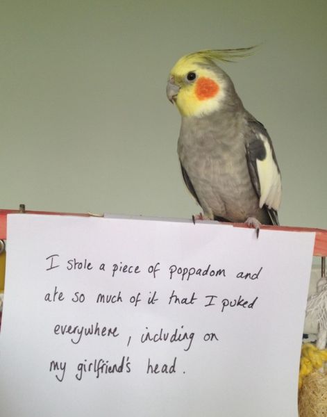 Birds Have Moments of Public Shame Too