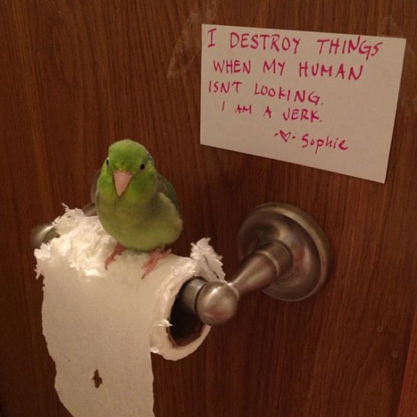 Birds Have Moments of Public Shame Too