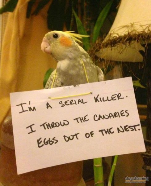 Birds Have Moments of Public Shame Too