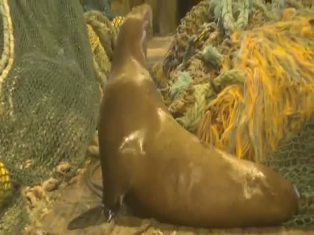 Angry Sea Lion vs Russian Fisherman  (VIDEO)