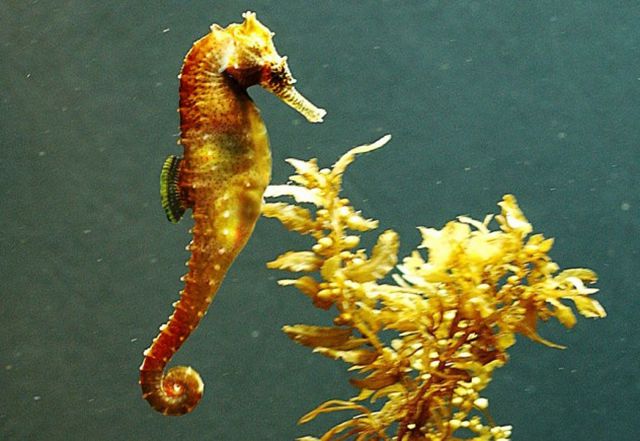 Science Meets Nature in These Bizarre Mutations