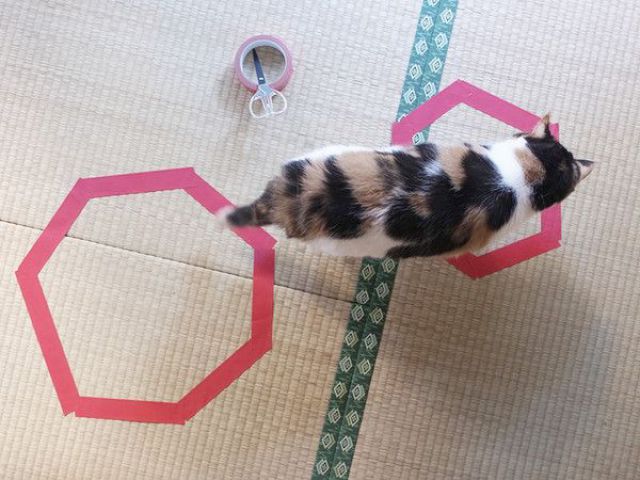 The Magnetic Effect of a Marked Area on a Cat