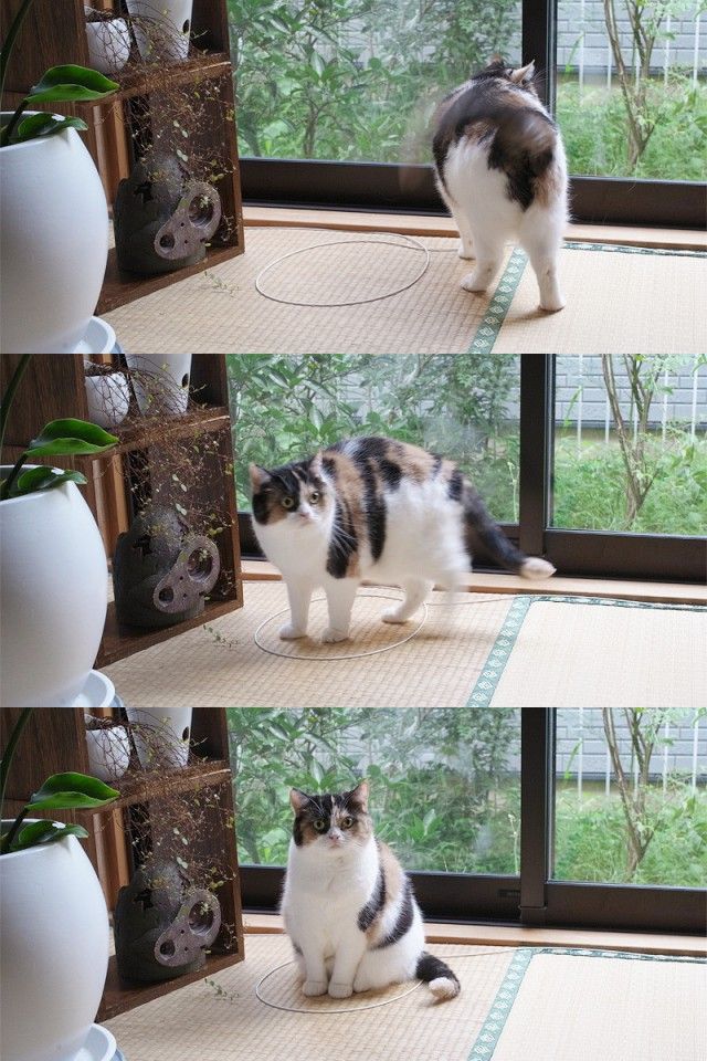 The Magnetic Effect of a Marked Area on a Cat