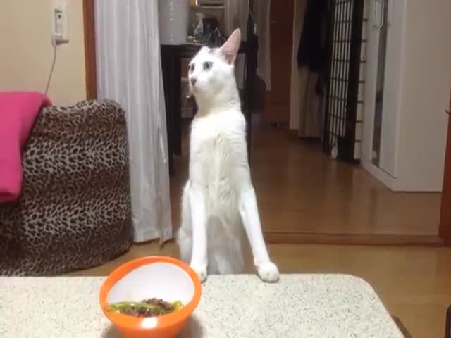 Cat Walks Backwards on His Hind Legs  (VIDEO)