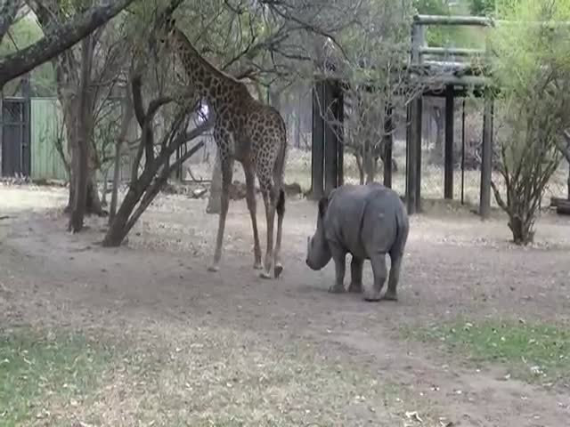 Playful Young Rhino Annoys the Wrong Giraffe  (VIDEO)