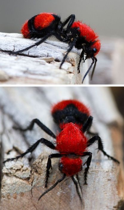 Unusual Insects and Animals That Are Naturally Colorful