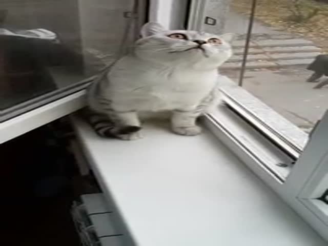 This Cat Is Frozen  (VIDEO)