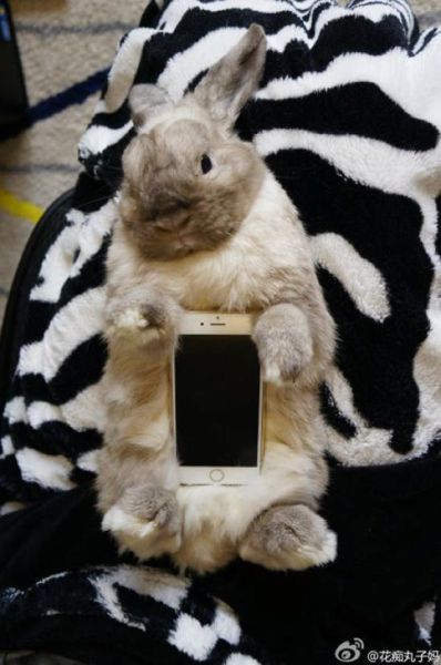 Japanese People Have Found a New Use for Bunny Rabbits