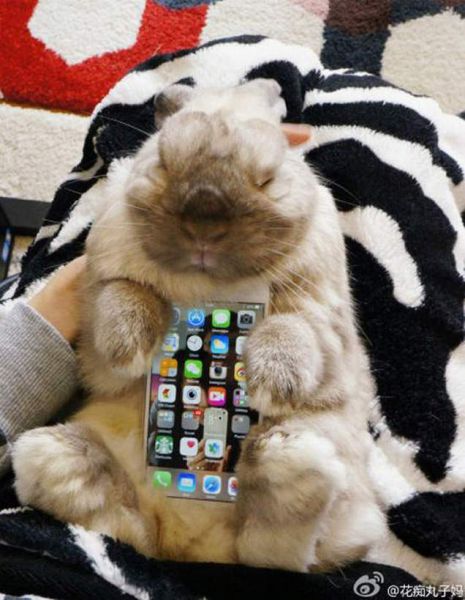 Japanese People Have Found a New Use for Bunny Rabbits