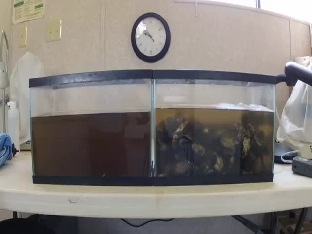 Witness the Amazing Water Filtering Capacity of Oysters 