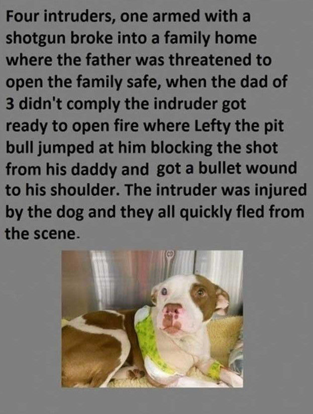 Reasons Why Pitbulls Don’t Deserve Their Bad Rep