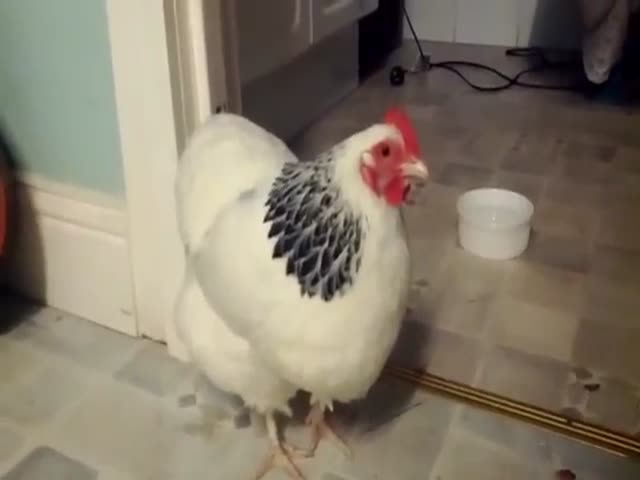 Have You Ever Seen a Chicken Sneeze?  (VIDEO)