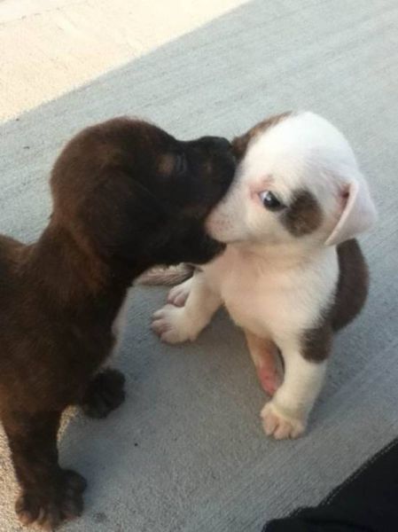Amusing Kissing Moments