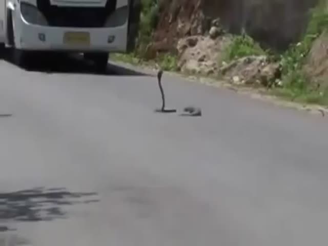Mongoose vs Cobra  (VIDEO)