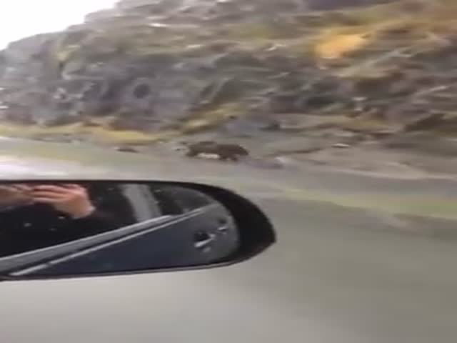 Don't Try to Run from a Bear, You Will Not Get Away...  (VIDEO)
